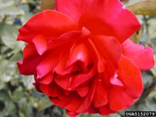 starfire-the-dow-gardens-bugwoodorg.jpg