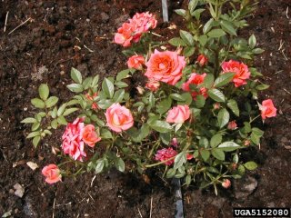 starina-the-dow-gardens-bugwoodorg.jpg