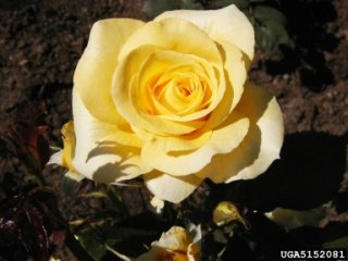 sun-flare-the-dow-gardens-bugwoodorg.jpg