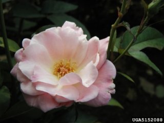 sweet-inspiration-the-dow-gardens-bugwoodorg.jpg