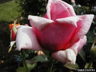 tallyho-the-dow-gardens-bugwoodorg.jpg