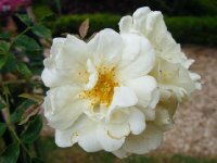 aglaia