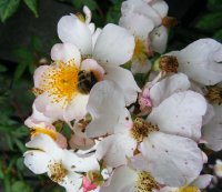 pearl-turner