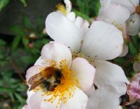 pearl-turner2
