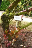 rosa-chinensis-mutabilis