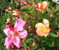 rosa-chinensis-mutabilis2