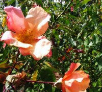 rosa-chinensis-mutabilis3