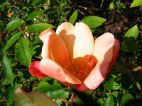 rosa-chinensis-mutabilis4