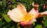 rosa-chinensis-mutabilis5