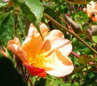 rosa-chinensis-mutabilis6