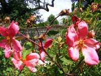 rosa-chinensis-mutabilis7