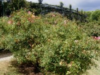 rosa-chinensis-mutabilis8
