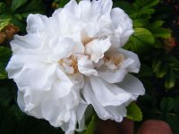 souveni-de-philemon-cochet