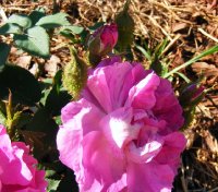 duchesse-dabrantes