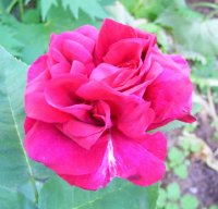 rose-du-roi-a-fleur-pourpres