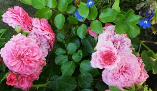 pink-swany