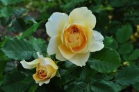 100-idees-jardins-jacksonperkins