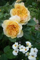 100-idees-jardins-jacksonperkins2