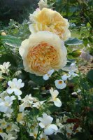 100-idees-jardins-jacksonperkins3