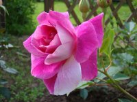 brilliant-pink-iceberg-weathery