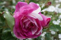 brilliant-pink-iceberg-weathery2