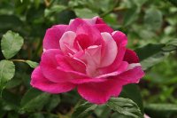 brilliant-pink-iceberg-weathery3