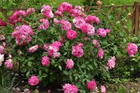 brilliant-pink-iceberg-weathery4