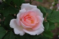 clair-renaissance-poulsen