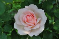 clair-renaissance-poulsen2