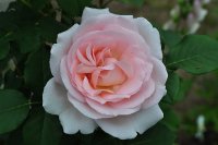 clair-renaissance-poulsen3