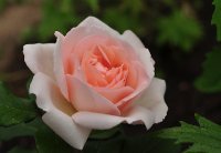 clair-renaissance-poulsen4