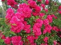 excelsa-norman
