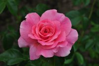 ticlend-pink-fryers