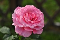 ticlend-pink-fryers2