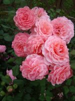 ticlend-pink-fryers3