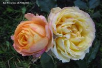 babiromantica