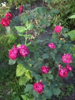 bicentenaire-de-guillot2