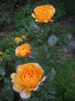 georges-denjean-massad-2005