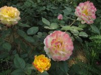 georges-denjean-massad-20052