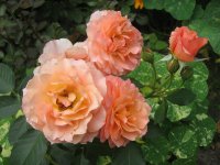 bordure-apricote
