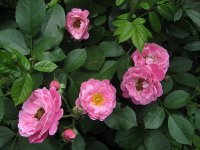 bordure-magenta