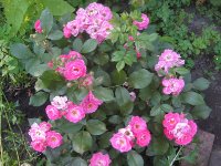 bordure-magenta2