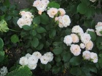 bordure-nacree2