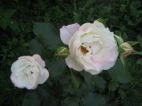 carmagniole