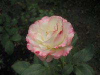 carmagniole4