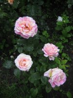 claude-monet