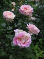 claude-monet2