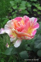 claudemonet2-copy