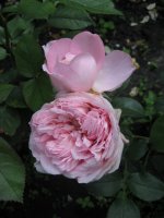dames-de-chenonceau2