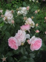 madame-figaro-comtesse-de-segur